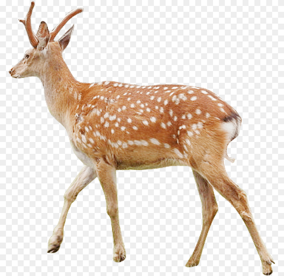 White Tailed Deer Musk Deer Antler Sika Deer Deer, Animal, Antelope, Mammal, Wildlife Png Image