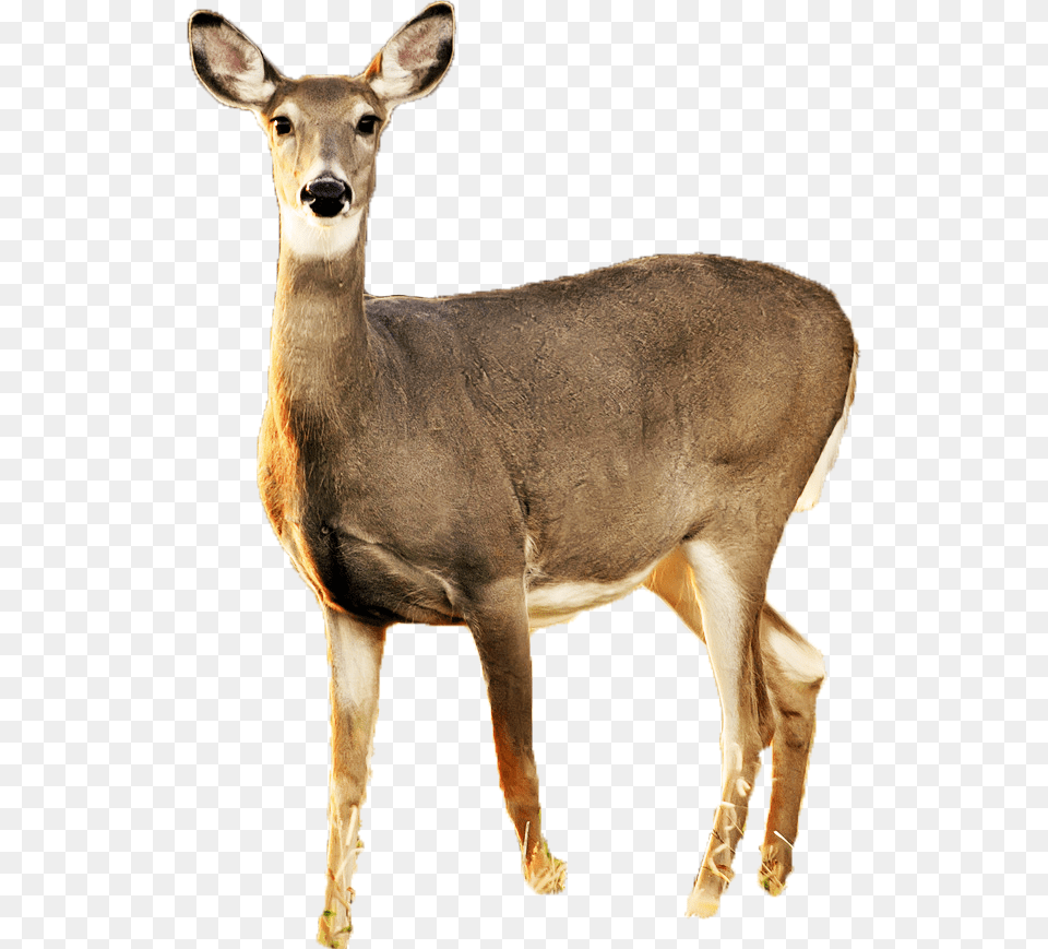 White Tailed Deer No Background, Animal, Antelope, Mammal, Wildlife Free Png Download
