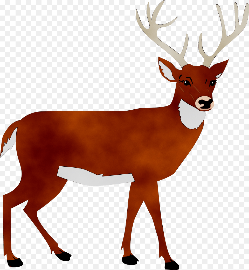 White Tailed Deer Portable Network Graphics Clip Art Deer Clipart, Animal, Wildlife, Mammal, Elk Free Png Download