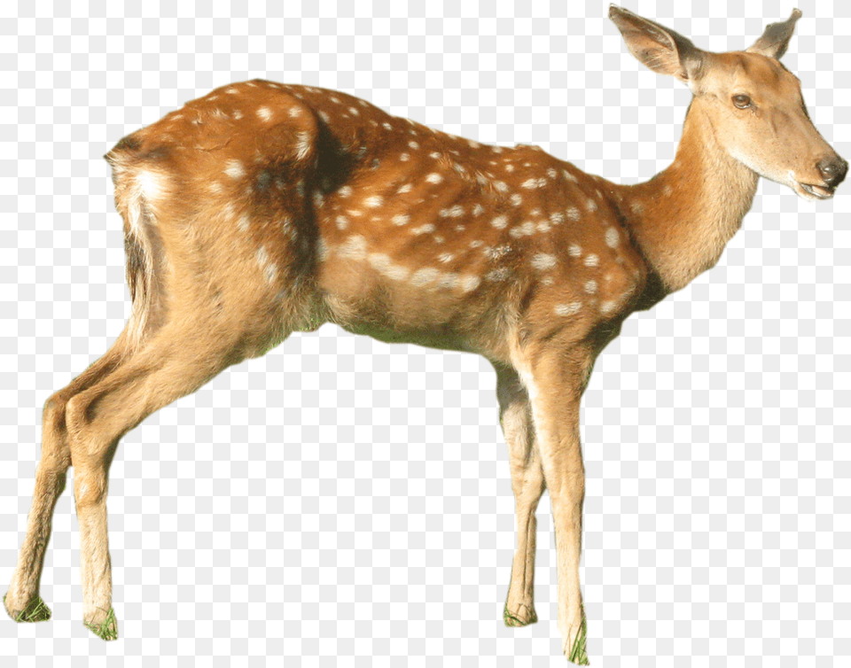 White Tailed Deer Red Deer Elk Musk Deer Musk Deer Transparent, Animal, Antelope, Mammal, Wildlife Png Image