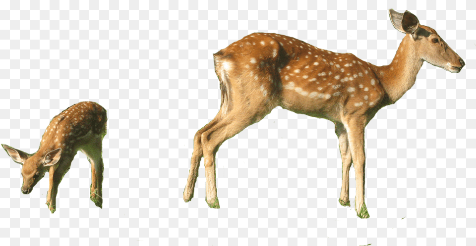 White Tailed Deer Red Deer Musk Deer Sika Deer White Tailed Deer, Animal, Antelope, Mammal, Wildlife Png