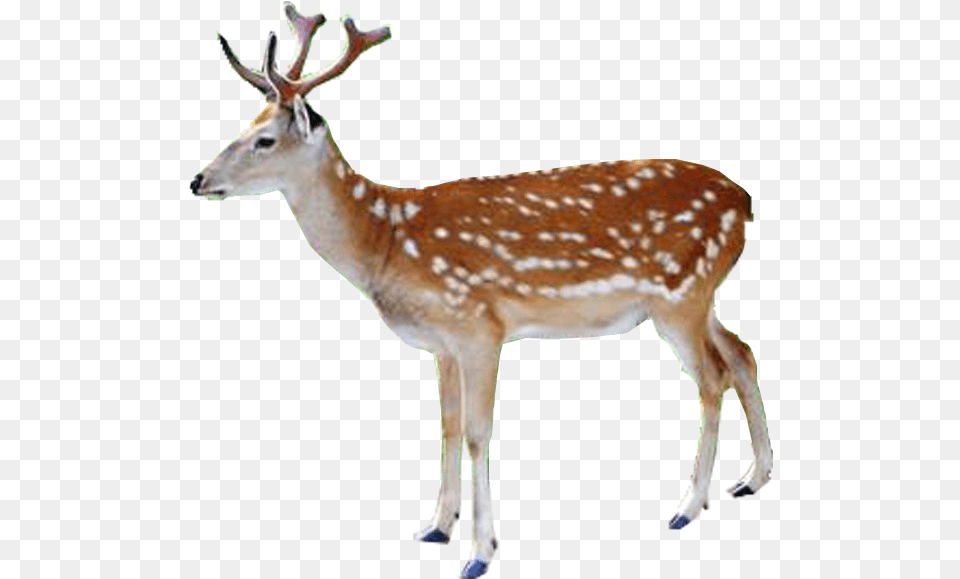White Tailed Deer Red Deer Reindeer Elk Deer, Animal, Antelope, Mammal, Wildlife Free Png Download