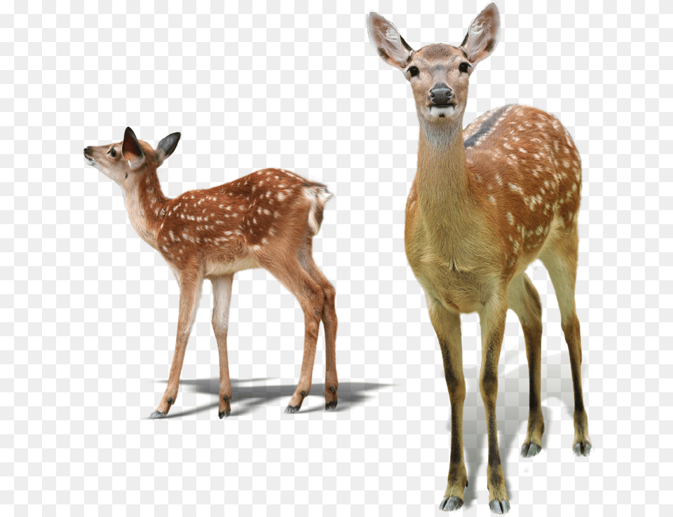 White Tailed Deer Red Deer Sika Deer Tiger Deer And Fawn, Animal, Antelope, Mammal, Wildlife Png