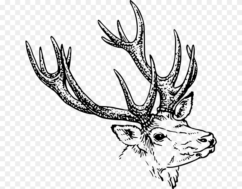 White Tailed Deer Reindeer Moose Elk, Gray Png