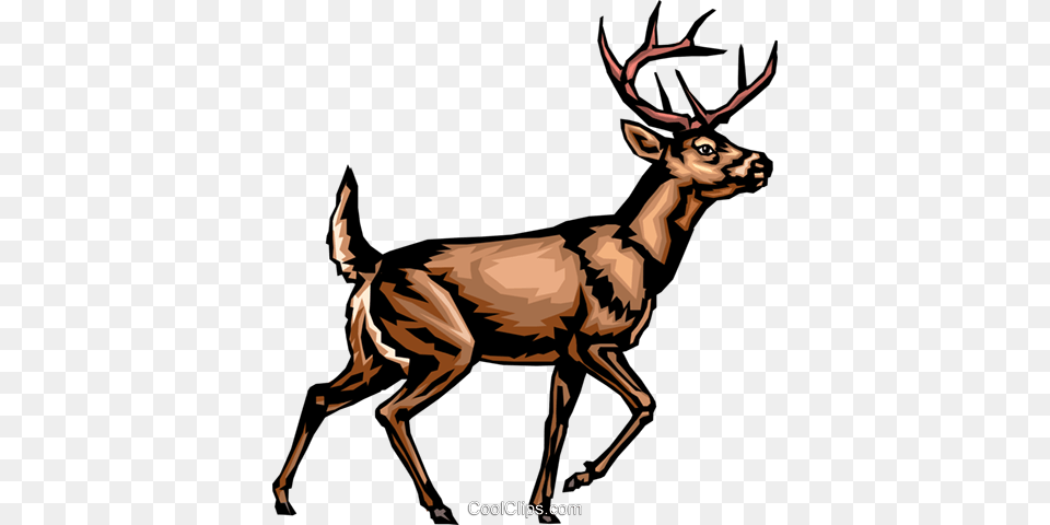 White Tailed Deer Royalty Vector Clip Art Illustration, Animal, Mammal, Wildlife, Elk Png
