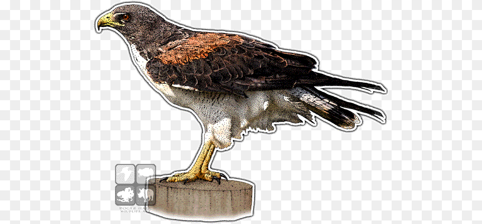 White Tailed Hawk Decal Art, Animal, Bird, Buzzard, Accipiter Free Png Download