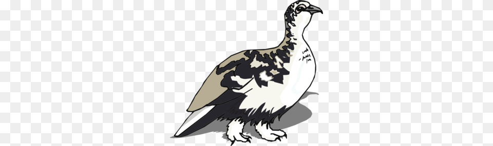 White Tailed Ptarmigan Clip Art, Animal, Bird, Fish, Grouse Free Png Download