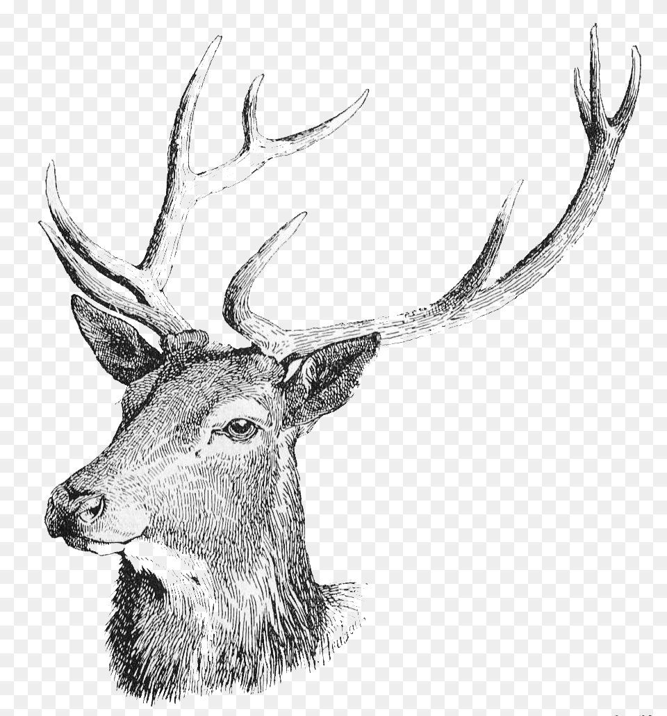 White Tailed Reindeer Clip Deer Drawing, Animal, Mammal, Wildlife, Antelope Free Png