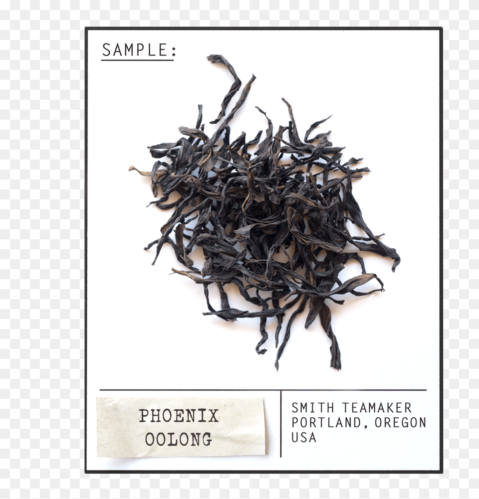 White Tea, Animal, Invertebrate, Spider Free Png