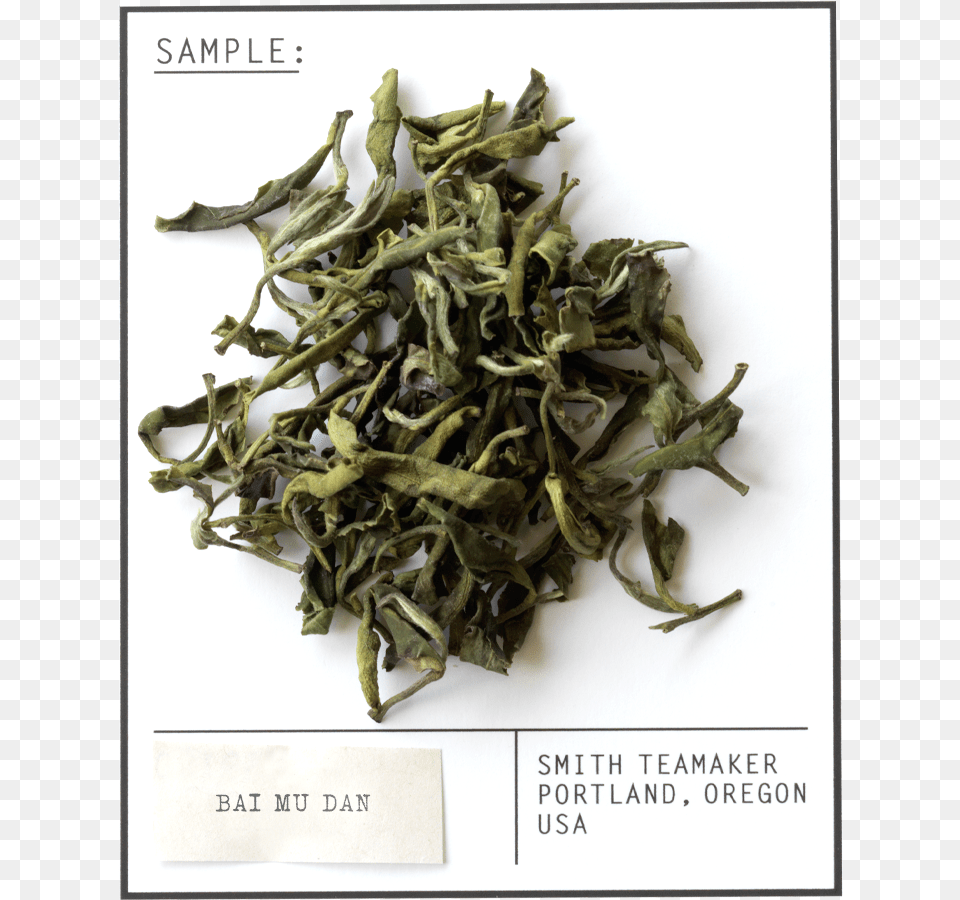 White Tea, Plant, Beverage, Green Tea Free Transparent Png