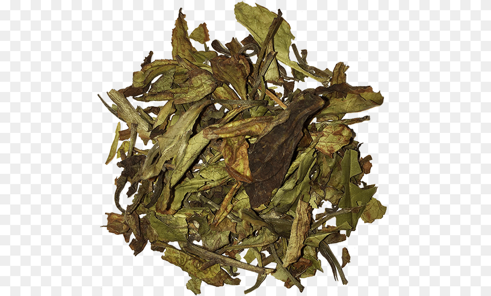 White Tea, Leaf, Plant, Wood, Tobacco Png Image