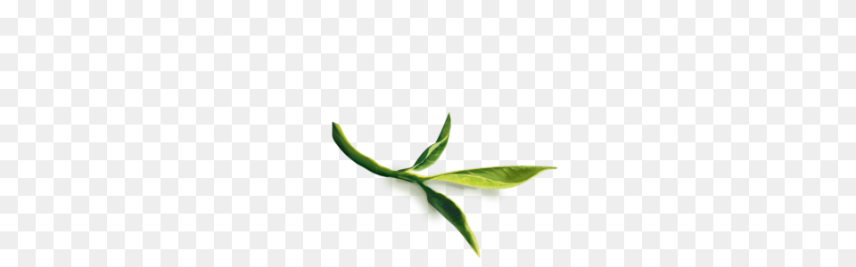 White Tea Aloe Vera, Leaf, Plant, Beverage, Green Tea Png
