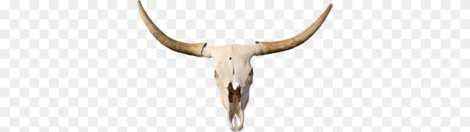 White Texas Longhorn, Animal, Cattle, Livestock, Mammal Free Transparent Png