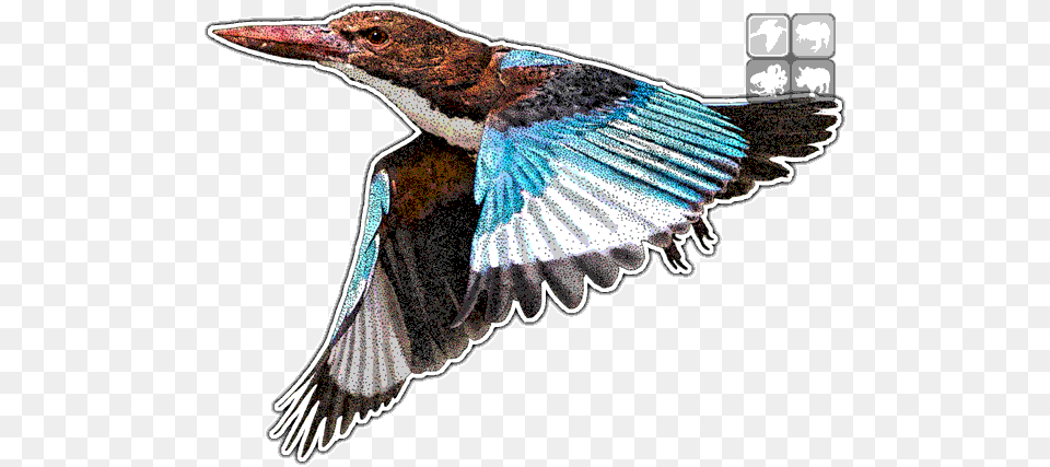 White Throated Halcyon Smyrnensis White Throated Kingfisher, Animal, Bird, Jay, Bee Eater Free Png