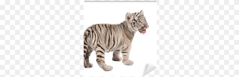 White Tiger, Animal, Mammal, Wildlife Png