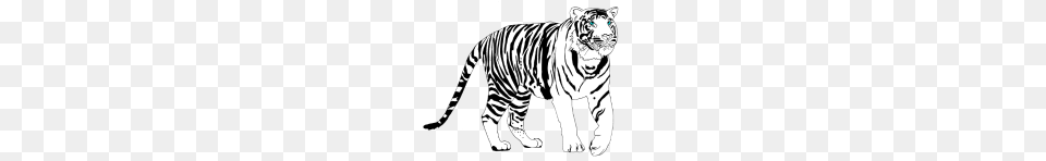White Tiger, Animal, Mammal, Wildlife, Zebra Png Image
