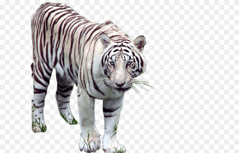 White Tiger, Animal, Mammal, Wildlife Free Transparent Png
