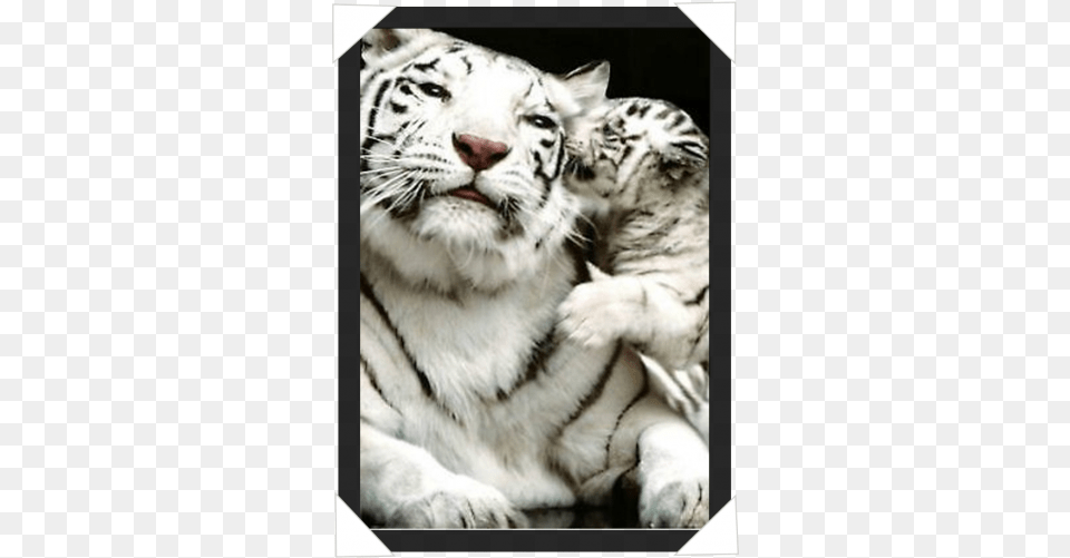 White Tiger And Cub Her Attitude Is Savage But Her Heart, Animal, Mammal, Wildlife, Cat Png