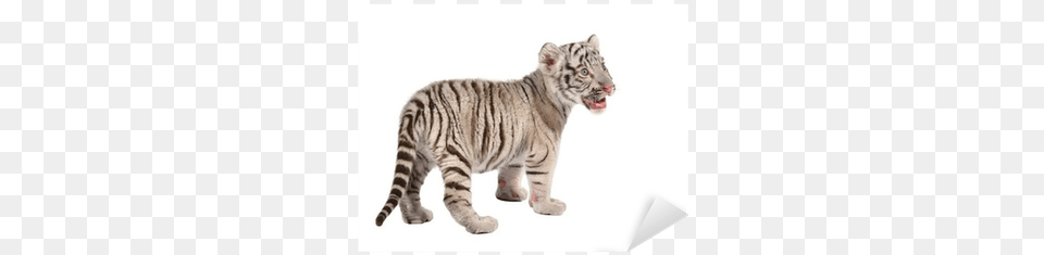 White Tiger Baby White Tiger Sticker White Tiger, Animal, Mammal, Wildlife Free Transparent Png