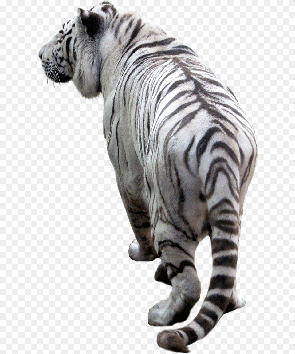 White Tiger Back, Animal, Mammal, Wildlife Free Png
