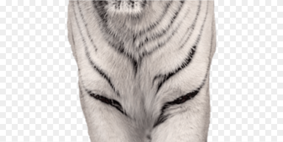 White Tiger Clipart Animalsclipart Little Tiger White, Animal, Mammal, Wildlife Free Png Download