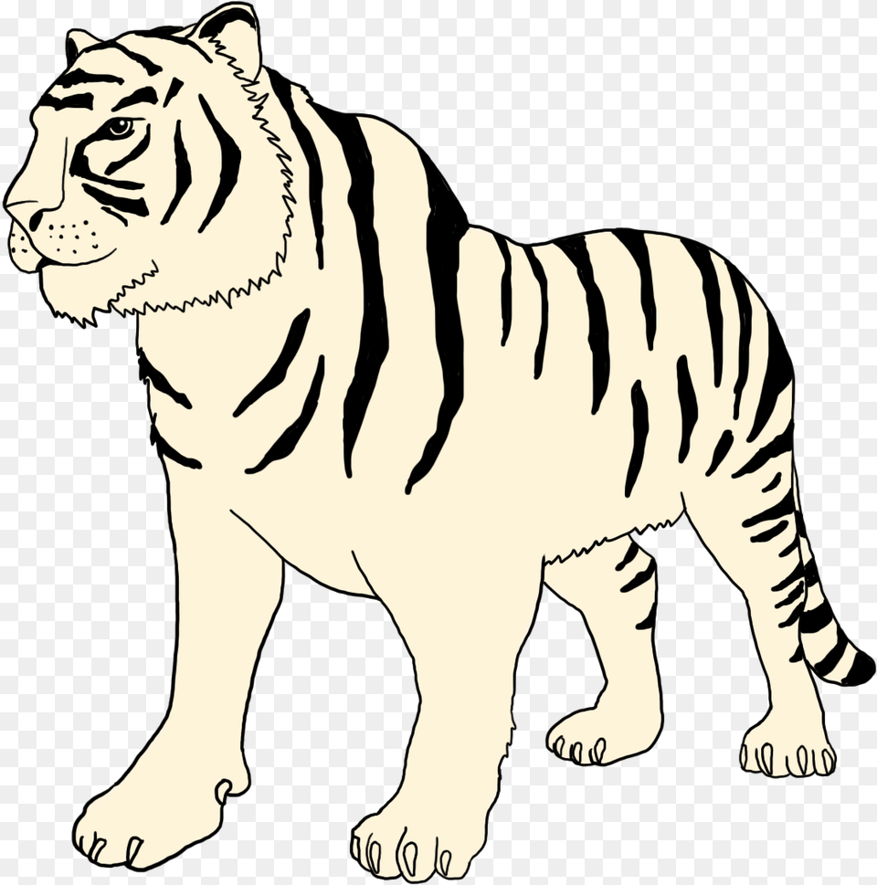 White Tiger Clipart Bengal Tiger, Baby, Person, Animal, Mammal Free Transparent Png