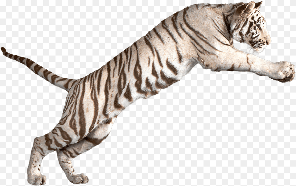 White Tiger Clipart Bengal Tiger White Tiger No Background, Animal, Mammal, Wildlife Free Png