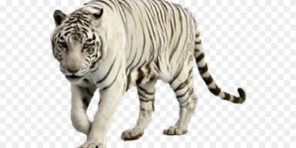 White Tiger Clipart Graffiti Transparent White Tiger, Animal, Mammal, Wildlife, Head Png Image