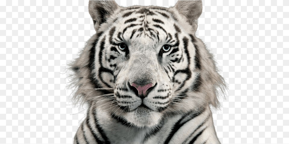 White Tiger Clipart Transparent Background White Tiger, Animal, Mammal, Wildlife Free Png Download