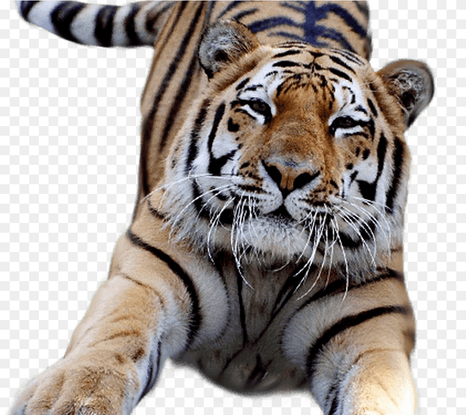 White Tiger Clipart Transparent Pencil And In Color Transparent Background Tiger Clip Art, Animal, Mammal, Wildlife Free Png Download