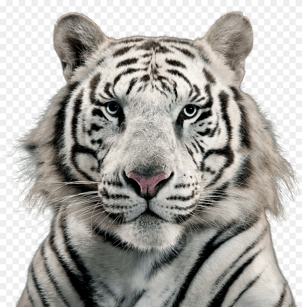 White Tiger Free White Tiger, Animal, Mammal, Wildlife Png