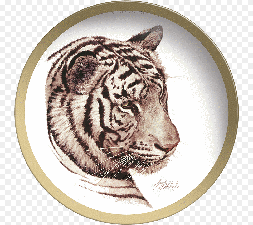 White Tiger Head, Animal, Mammal, Wildlife Free Png Download