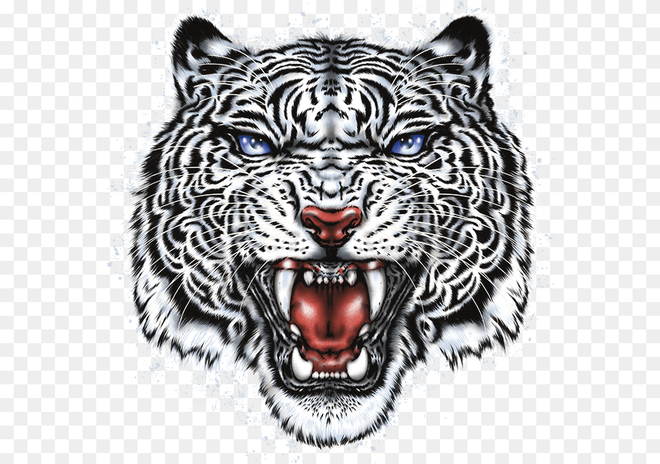White Tiger Head Stock Transfer White Tiger Head, Animal, Mammal, Wildlife, Panther Free Png Download