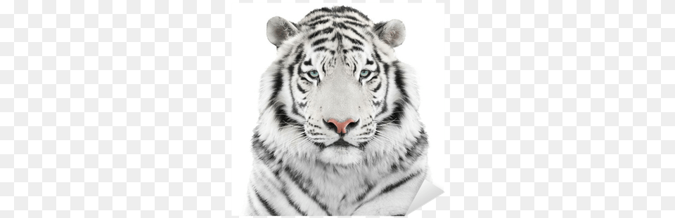 White Tiger Head Throw Blanket, Animal, Mammal, Wildlife Free Png Download