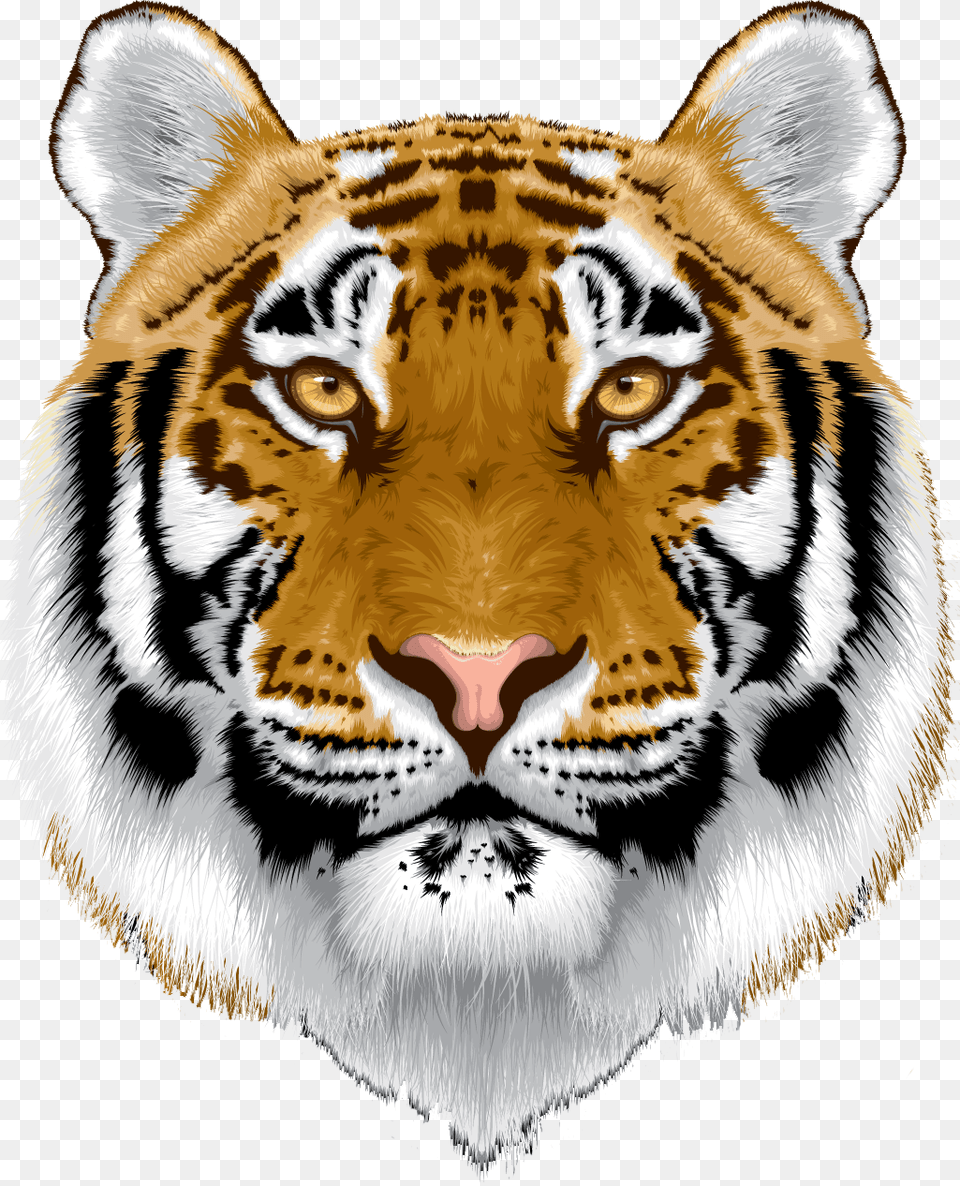 White Tiger Head Tiger Head In, Animal, Mammal, Wildlife Png Image