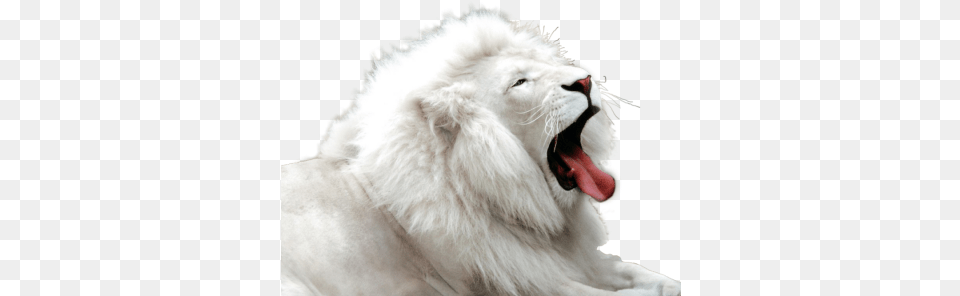 White Tiger Albino Animals, Animal, Lion, Mammal, Wildlife Png Image