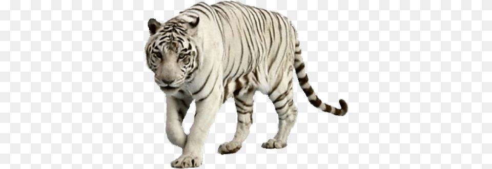 White Tiger Image White Tiger Transparent Background, Animal, Mammal, Wildlife Png