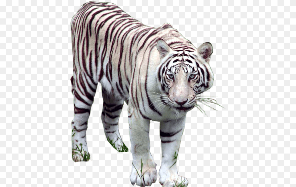 White Tiger Images White Tiger, Animal, Mammal, Wildlife Free Transparent Png