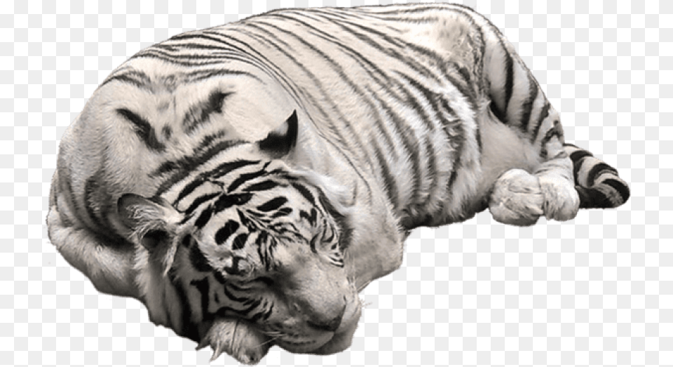 White Tiger Pictute White Tiger, Animal, Mammal, Wildlife Free Png Download