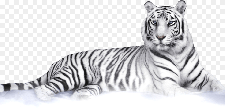 White Tiger Psd Official Psds White Tiger, Animal, Mammal, Wildlife Free Png