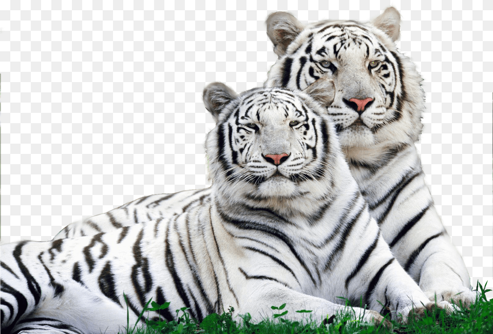 White Tiger Safari Logo Download White Tiger, Animal, Mammal, Wildlife Free Png