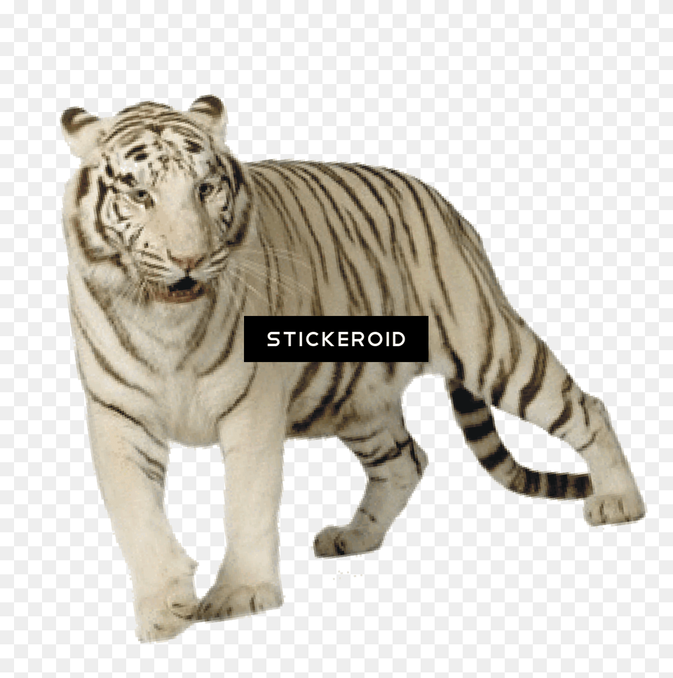 White Tiger Tiger Download Hd, Animal, Mammal, Wildlife Free Png