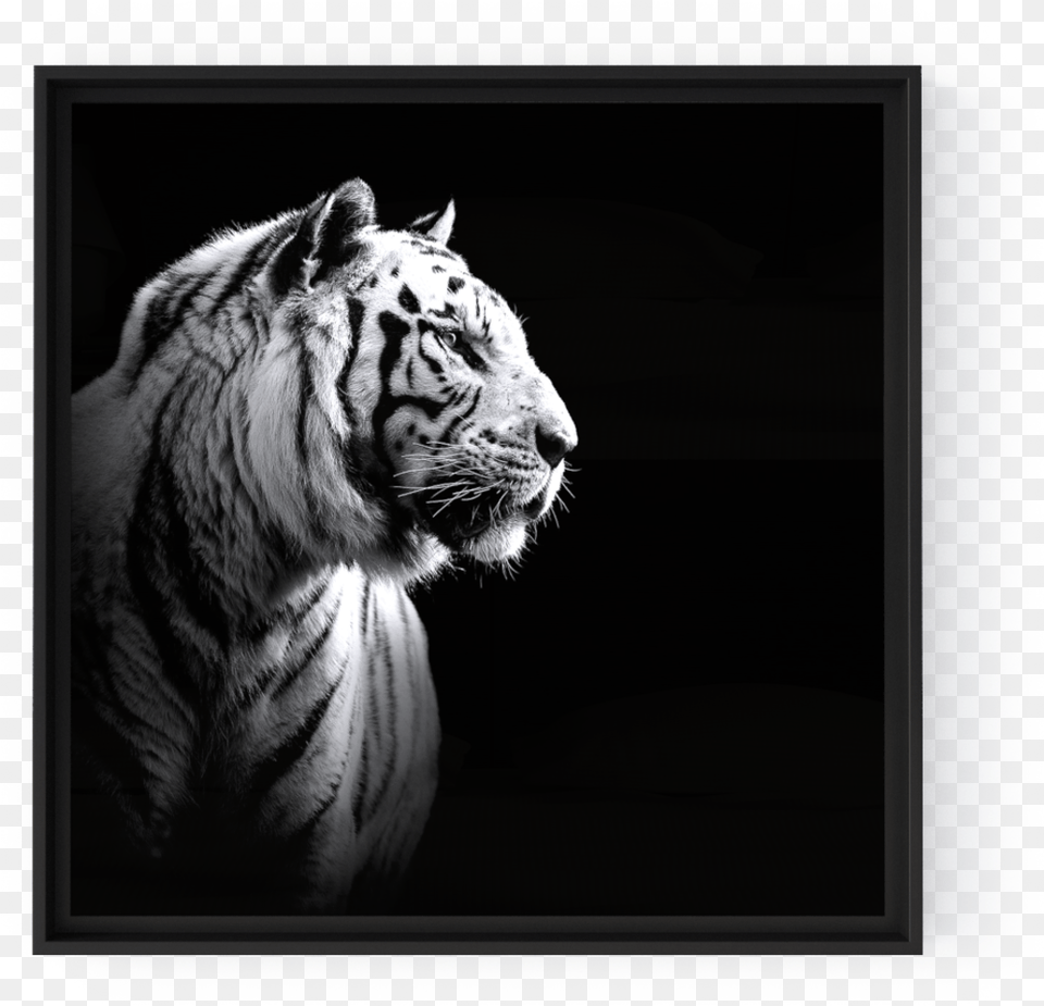 White Tiger Tiger Portrait Black And White, Animal, Mammal, Wildlife, Blackboard Png Image
