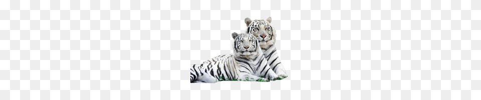 White Tiger Transparent Download Clip Art, Animal, Mammal, Wildlife Free Png