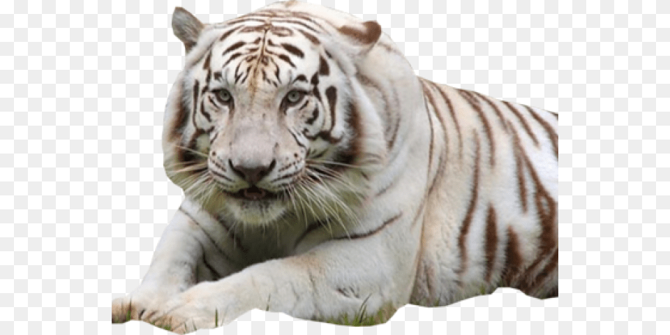 White Tiger Images, Animal, Mammal, Wildlife Free Transparent Png