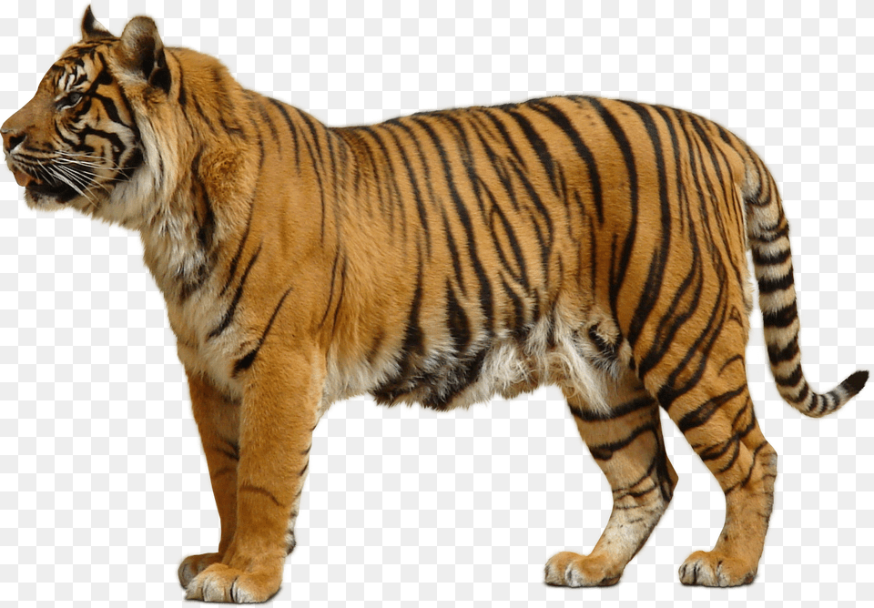 White Tiger Images All Tiger Background, Animal, Mammal, Wildlife Free Transparent Png
