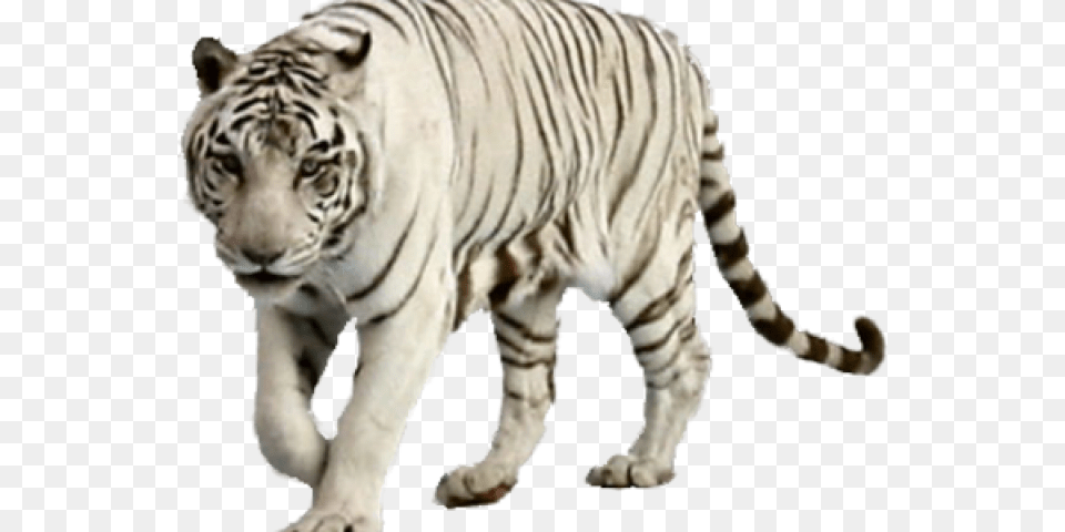 White Tiger Transparent Images Transparent White Tiger, Animal, Mammal, Wildlife Png