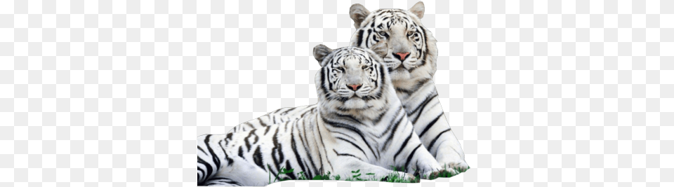 White Tiger Transparent Images White Tiger, Animal, Mammal, Wildlife Png