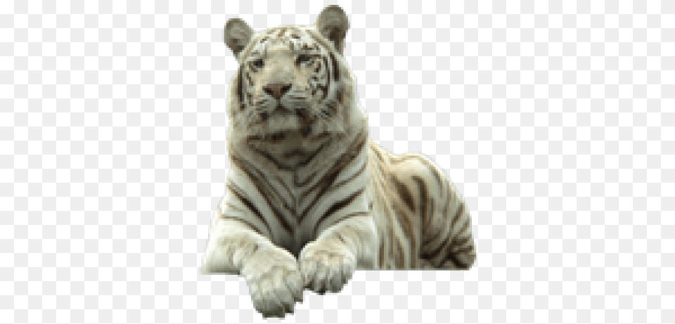 White Tiger Images White Tiger, Animal, Mammal, Wildlife Free Transparent Png
