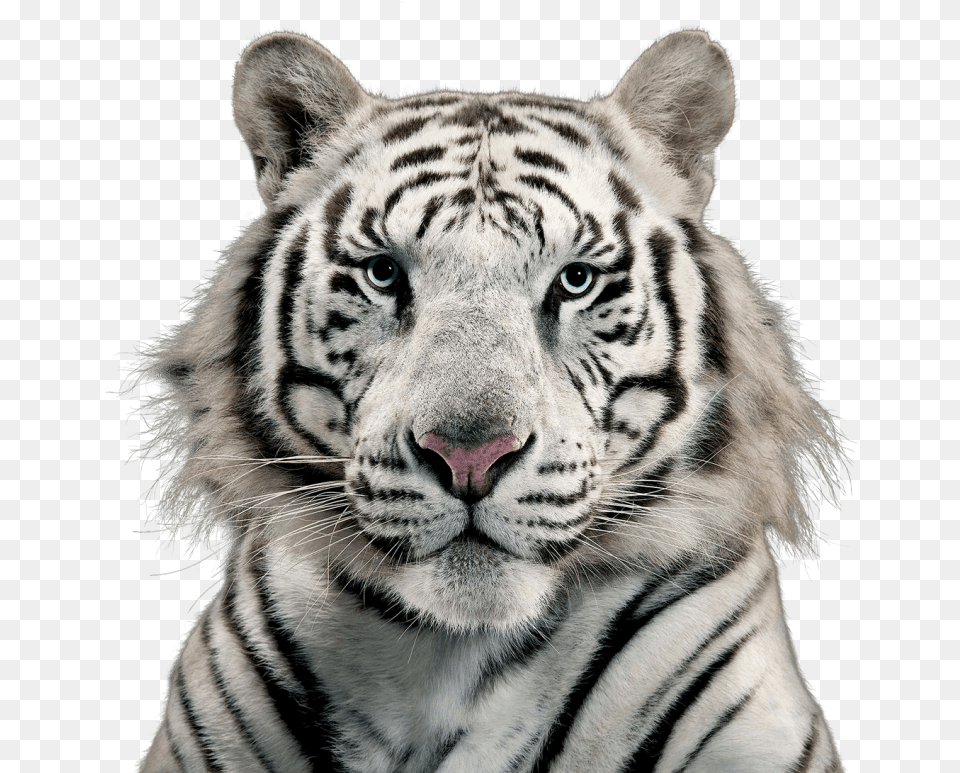 White Tiger White Tiger, Animal, Mammal, Wildlife Free Transparent Png